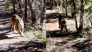 ORIGINAL: Terrifying video shows Utah man chased by a mountain lion (unedited)