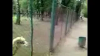 Упертый баран в парке.Тернополь