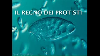 Il regno dei Protisti