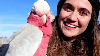 Cockatoo Goes on a HOT AIR BALLOON RIDE!