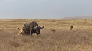Lion Hunting Buffalo