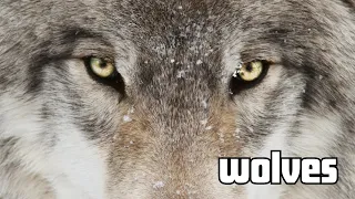 All About Wolves: Social Structures, Habitat, and Conservation Explained in Under 5 Minutes