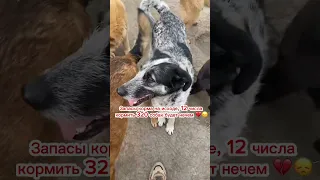 До доставки корма 7 ДНЕЙ! а мы не смогли собрать 243тыс/₽ на оплату💔😞