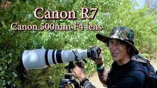 Canon R7 and Canon 500mm F4