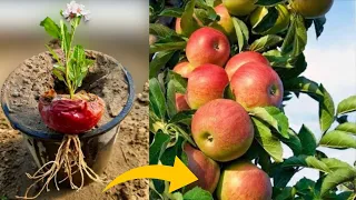 Unique Skills How To Grow Apple Tree From Apple 🍎🍏🍏