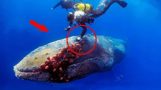 Divers Freed A Trapped Whale......Just Watch How It Thanked the Man For His Help!
