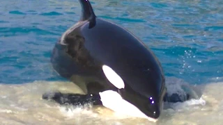 Orca Encounter (Ultra HD) August 23, 2019 - SeaWorld San Diego