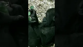 Gorilla baby playing with leaves
