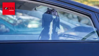 Darf ich bei Hitze eine Autoscheibe einschlagen, um einen Hund zu retten?