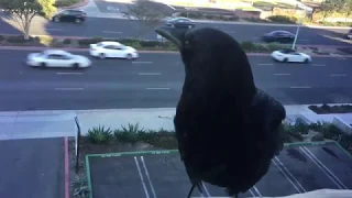 Crow Cawing Outside Window