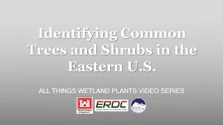 Identifying Common Trees and Shrubs in the Eastern U.S.