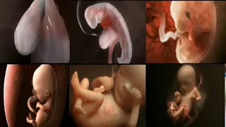 Inside Pregnancy Weeks 1 9 | Le miracle de la vie simulation 3D d'une grossesse | Labor and Delivery