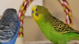 Two pin-headed birds lecture each other in bird talk [UHD 4K]