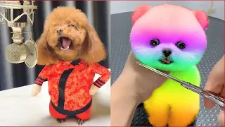 Funny and Cute Dog Pomeranian 😍🐶| Funny Puppy Videos #109