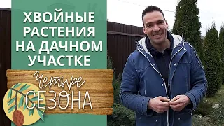 Посадка хвойных растений | Какие хвойные растения на даче можно посадить?