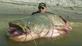 The catfish, the ogre of our rivers