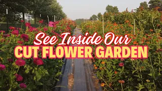 Get Ready to See Our Summer Cut Flower Garden in FULL BLOOM!