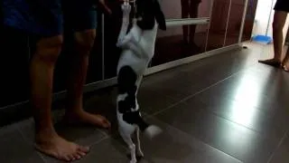 Chihuahua Dance For Food