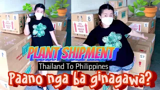 Plant Shipment: Thailand to Philippines: Paano nga ba Ginagawa? @anjelouvlog2346