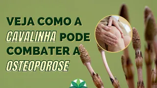 Como usar a Cavalinha para tratar Osteoporose