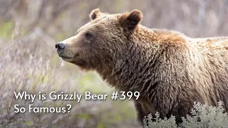 Find Out Why Grizzly Bear 399 is SO FAMOUS! History of an Icon