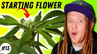 Do THIS When It’s Time To Flower