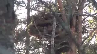 Karhu se puussa ääntelee