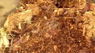 Cyclocosmia ricketti (Chinese hourglass Trapdoor) Feeding