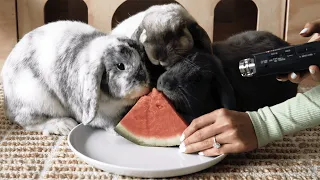 3 Rabbits Eating Watermelon (Rabbit ASMR)