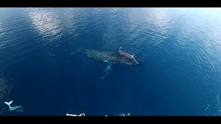 Majestic Whale Encounters - Swim with Humpback Whales in Tonga