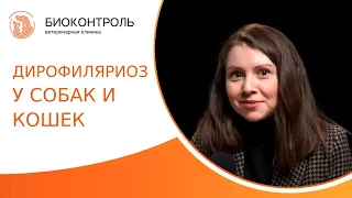 🐛 Дирофиляриоз у собак и кошек: диагностика, лечение и профилактика. Дирофиляриоз у собак. 18+