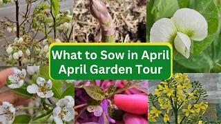 What to sow in April - April Garden Tour