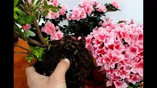 How to Grow and Replant Azalea Plants