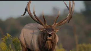 Bowhunting Elk, 16 Amazing Kills in 4 Minutes!!!