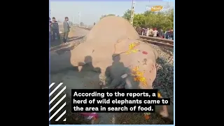 Two wild elephants killed after being hit by train at Khetri in Assam | The News Mill