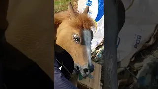 horse mask #trash #shorts