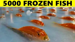 15 Most Surprising Things Found Frozen In Ice