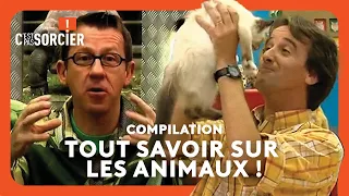 🐱 Tout savoir sur les animaux - C'est pas sorcier ! [Compilation] 🐶