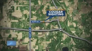 Cougar sighting in Kenosha