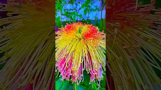 Most beautiful flower collection| beautiful flowers! #shorts