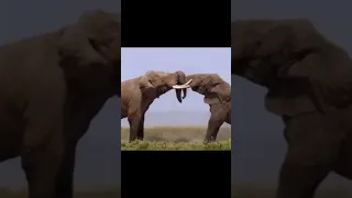 Elephant Fight ! By Wild Battles