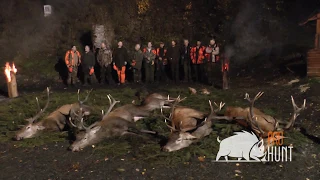 Driven hunt in Poland 2019 / Chasse battue en Pologne 2019 (prohunt.eu)