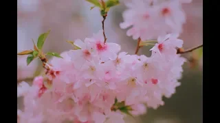 Cherry Blossom at Pennsylvania | Japan House