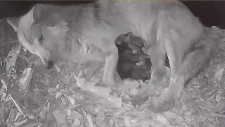 Newborn Wolf Pups Hugging it Out