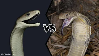 BLACK MAMBA VS KING COBRA - Who Will Win?