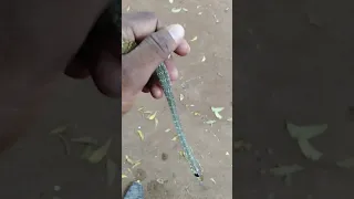 #ratsnake #madurai #snakes #video #reels #discovery