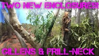 TWO NEW REPTILE ENCLOSURE SET UPS! Frill-neck lizard and Pygmy mulga monitors ~ varanus gilleni