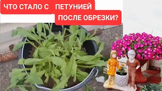 ЧТО СТАЛО С ПЕТУНИЕЙ СОСЕДКИ ПОСЛЕ ОБРЕЗКИ? СТРИЧЬ ИЛИ НЕ СТРИЧЬ? ВОТ В ЧЁМ ВОПРОС!