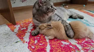 Little Rabbit and Daddy Cat are always Together, always Near