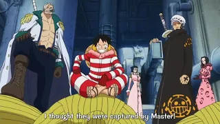 Trafalgar Law Luffy and Smoker team up | One Piece